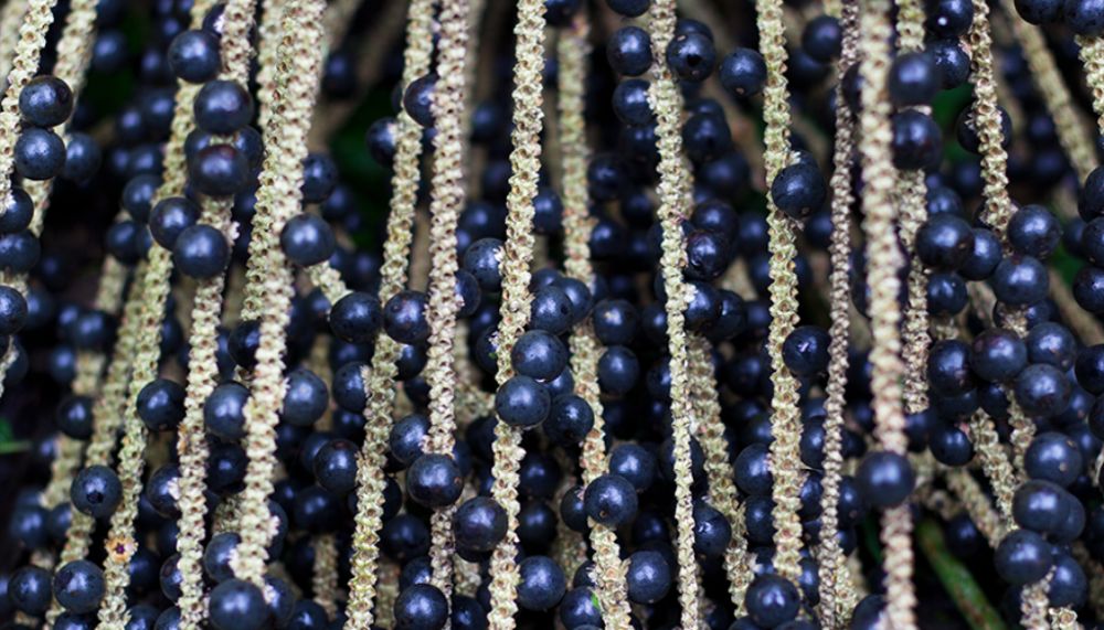 Acai: wat is het?