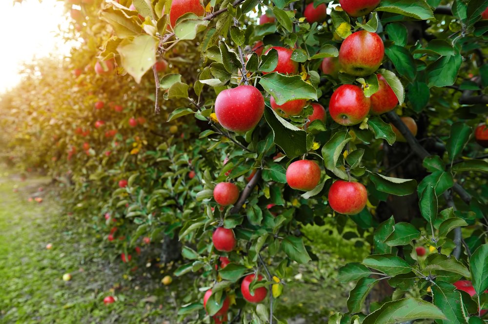 Appel gezond fruit
