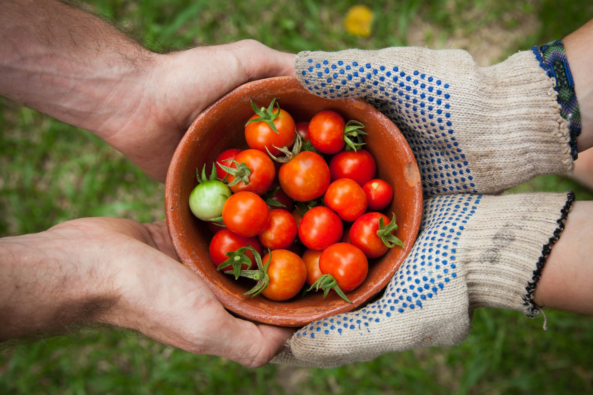Tomaten zijn nachtschade en bevatten het gezonde stofje lycopeen.