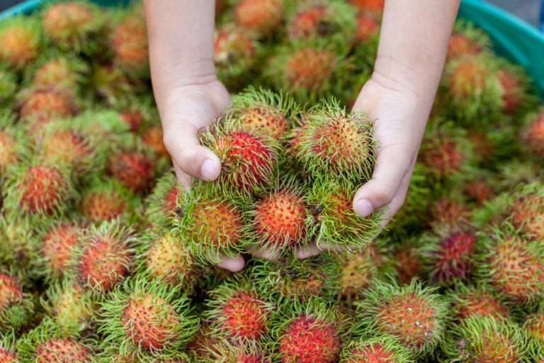 Rambutan: hoe eet je het?