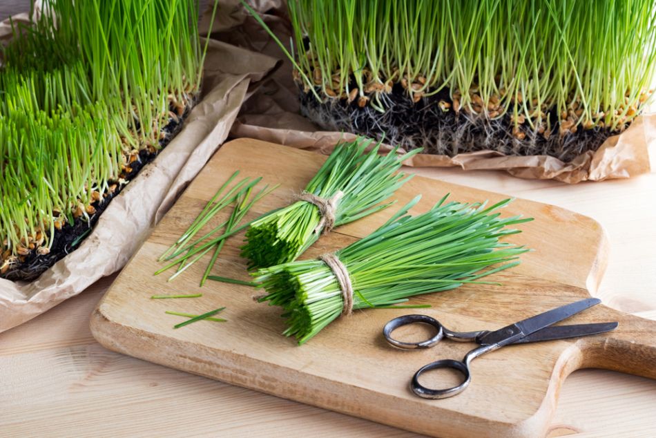 Tarwegras en gluten; hoe zit dat?