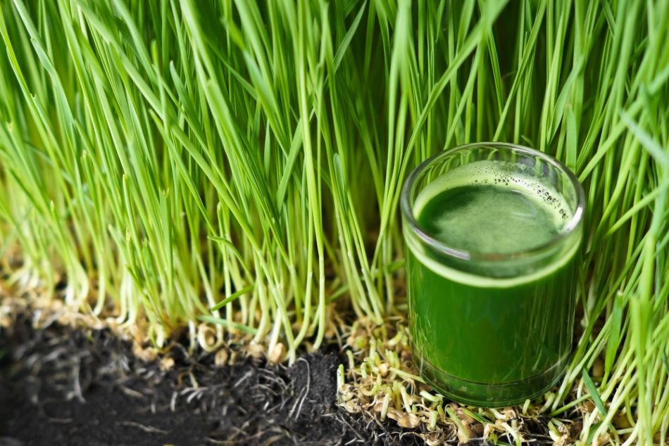 Tarwegras is van nature glutenvrij. Toch kan er kruisbestuiving ontstaan.