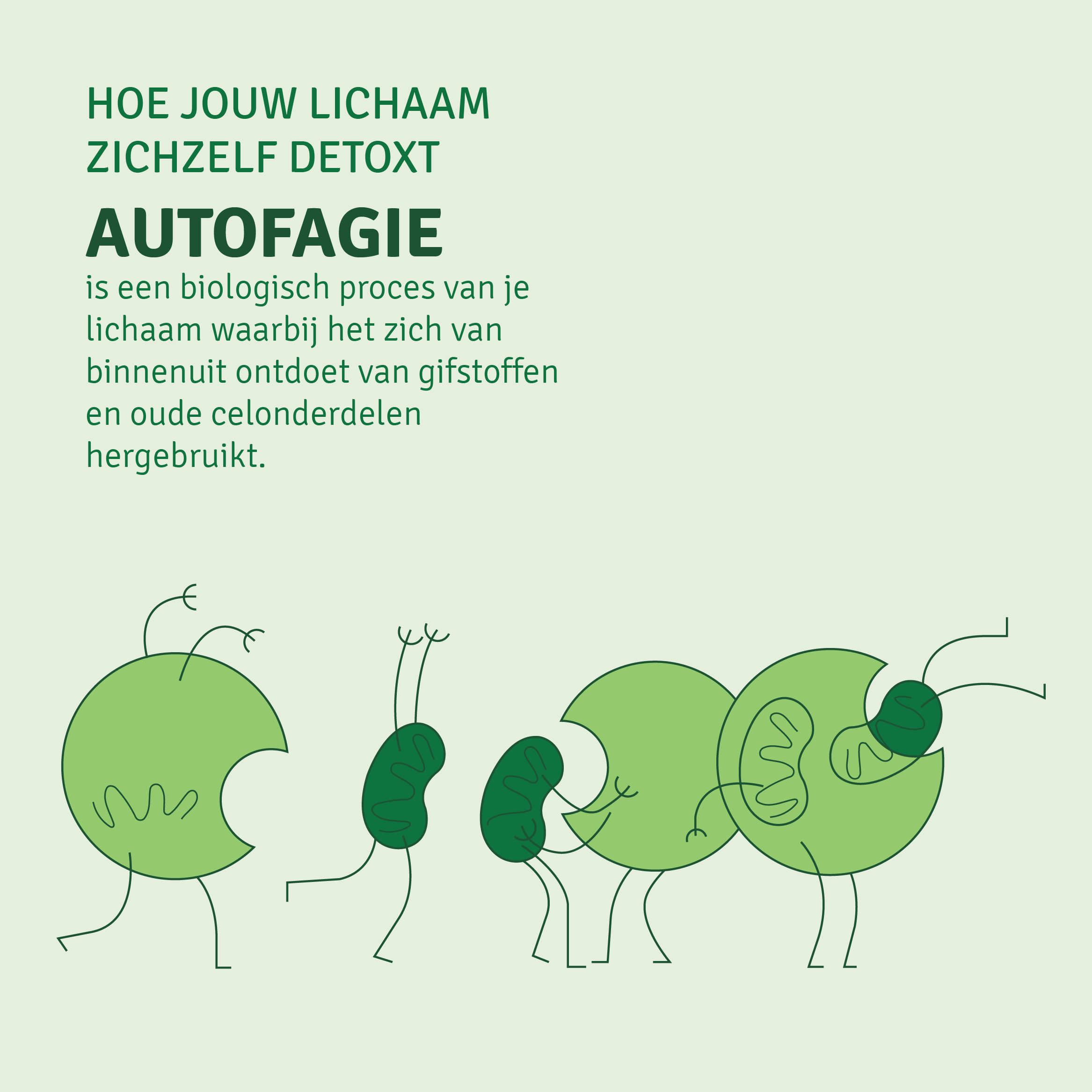 Met detoxen zet je autofagie in je lichaam aan.