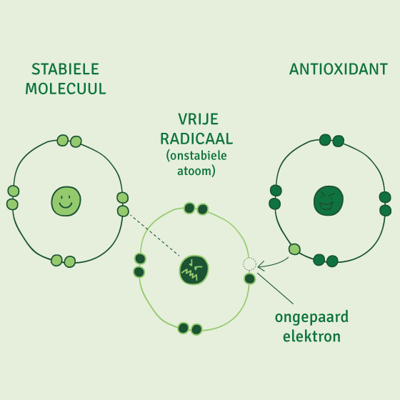 Vrije radicaal: wat is het?